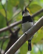 Pied Puffbird