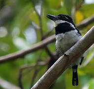 Pied Puffbird