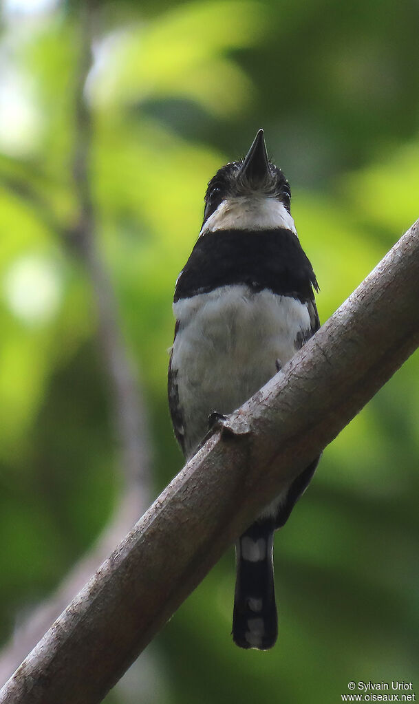 Pied Puffbirdadult