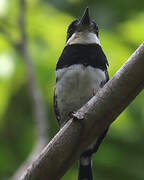 Pied Puffbird