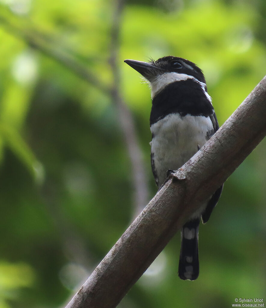 Pied Puffbirdadult