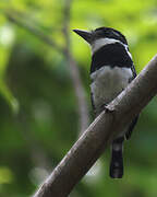 Pied Puffbird