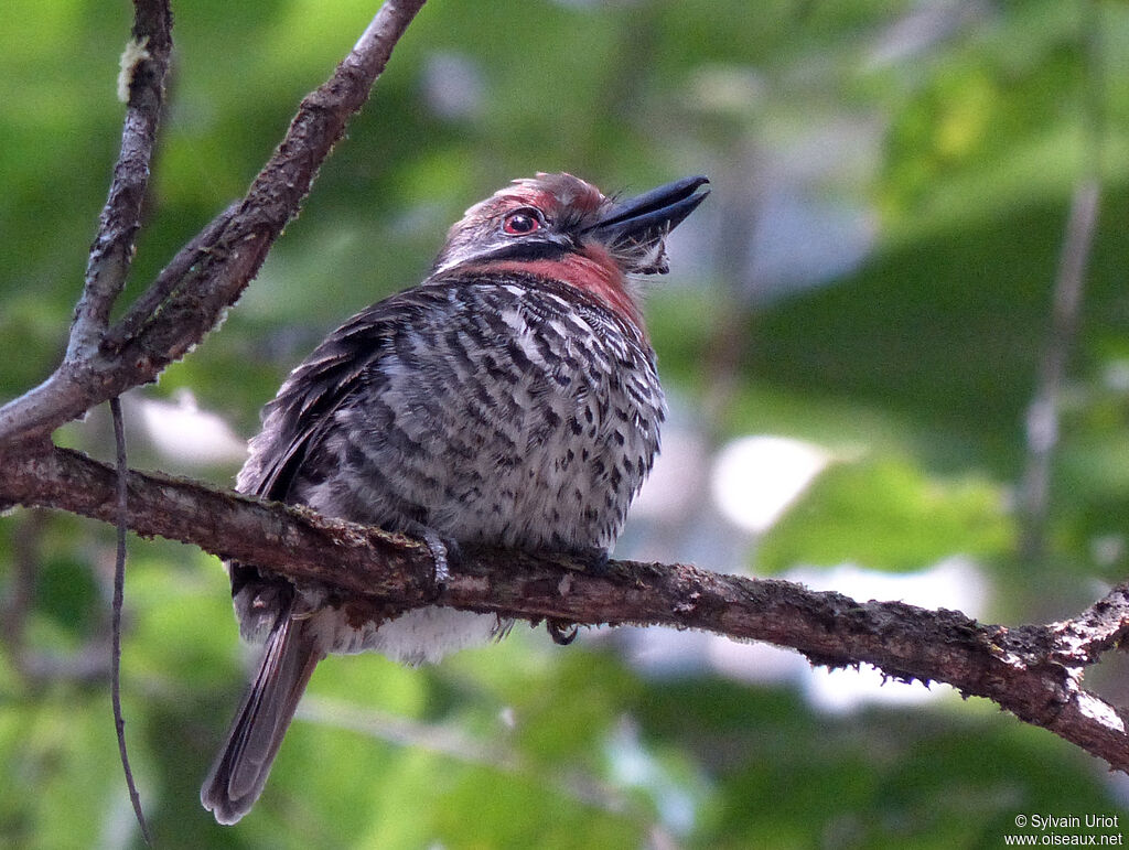 Tamatia tachetéadulte