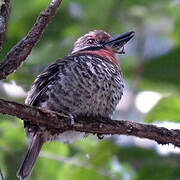 Spotted Puffbird