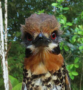 Spotted Puffbird