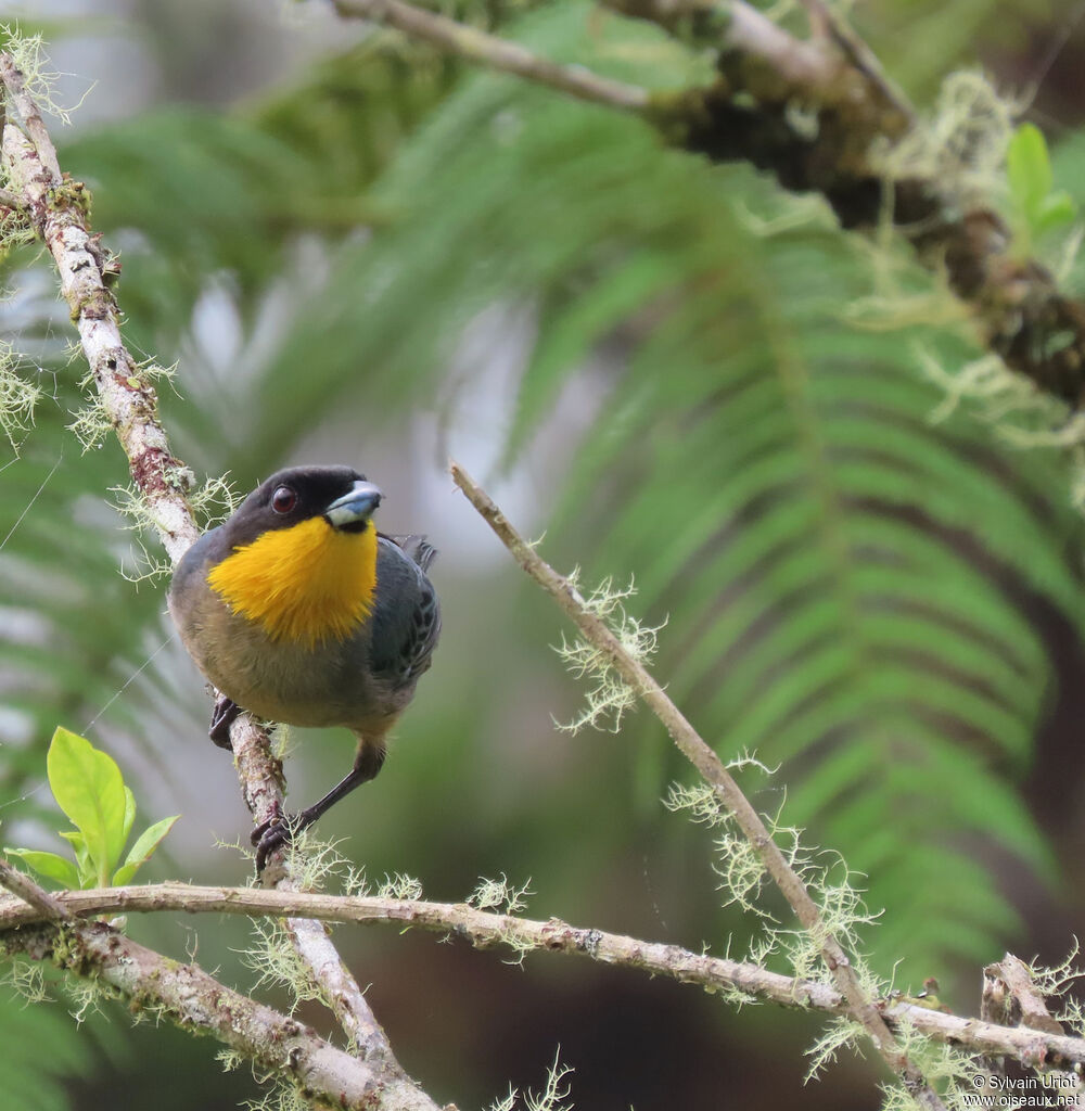 Yellow-throated Tanageradult