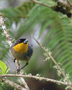 Yellow-throated Tanager