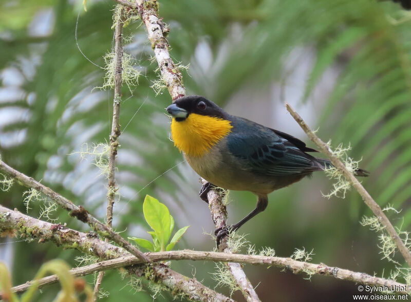 Yellow-throated Tanageradult