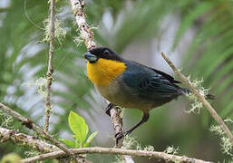 Yellow-throated Tanager