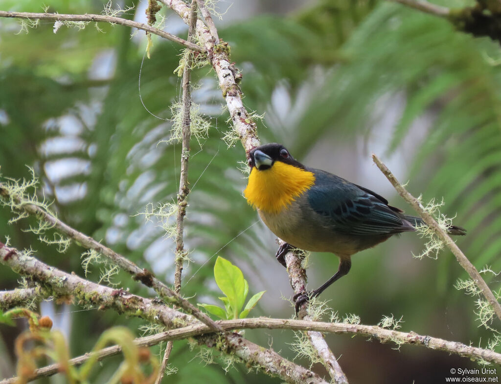 Yellow-throated Tanageradult