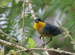 Yellow-throated Tanager