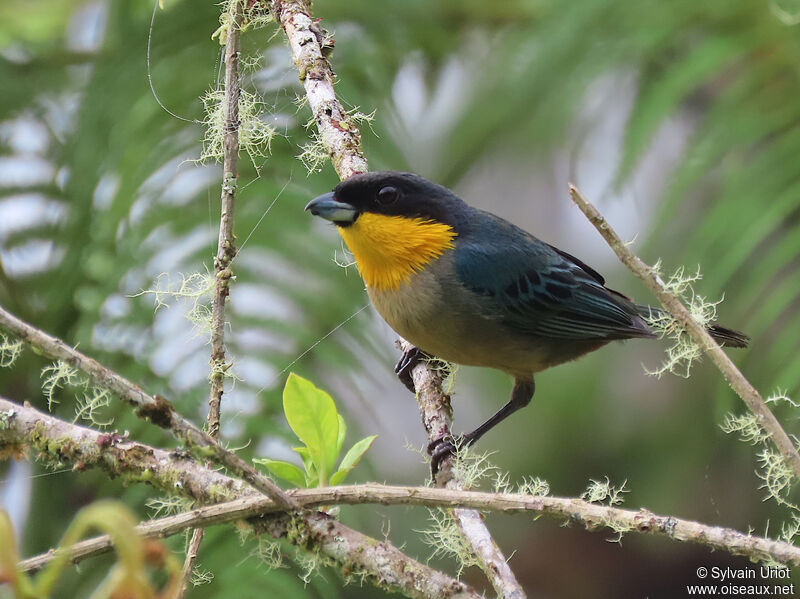 Yellow-throated Tanageradult