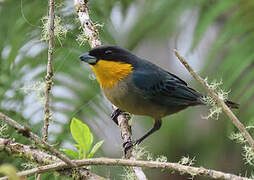 Yellow-throated Tanager