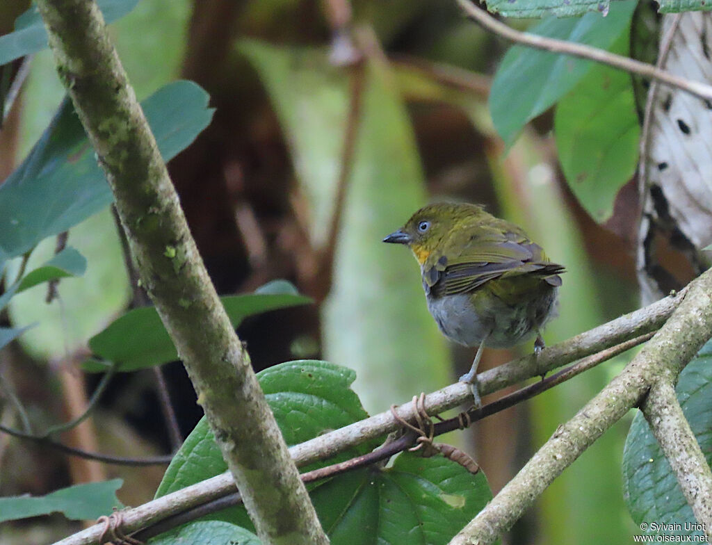 Yellow-whiskered Bush Tanageradult