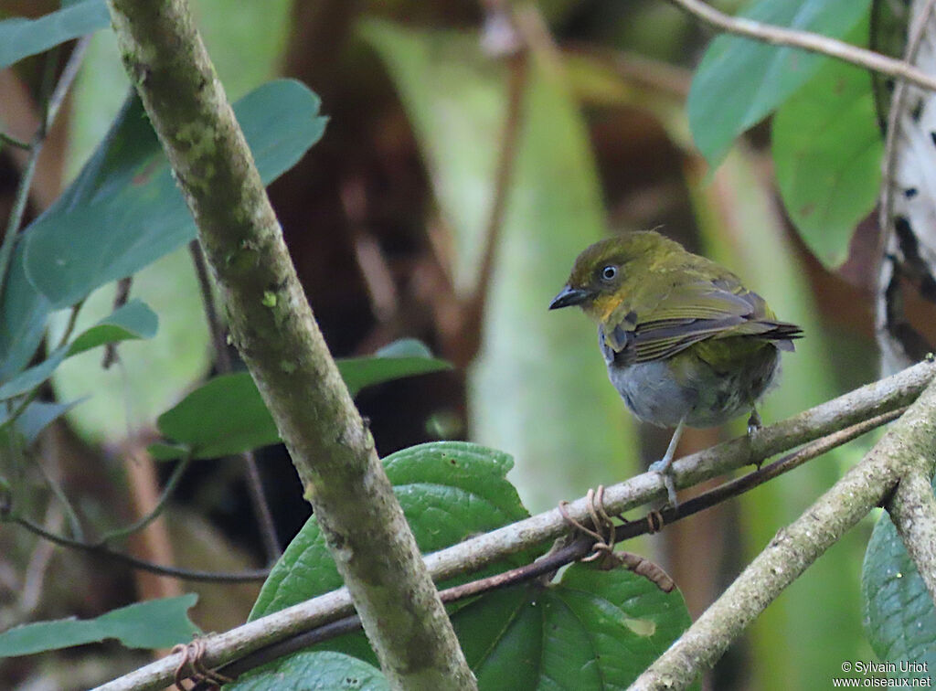 Yellow-whiskered Bush Tanageradult