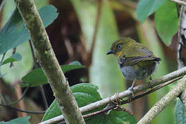 Yellow-whiskered Chlorospingus