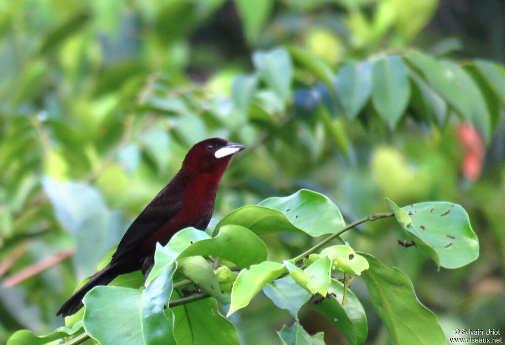 Silver-beaked Tanager male adult