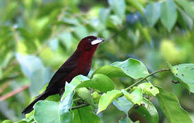 Silver-beaked Tanager