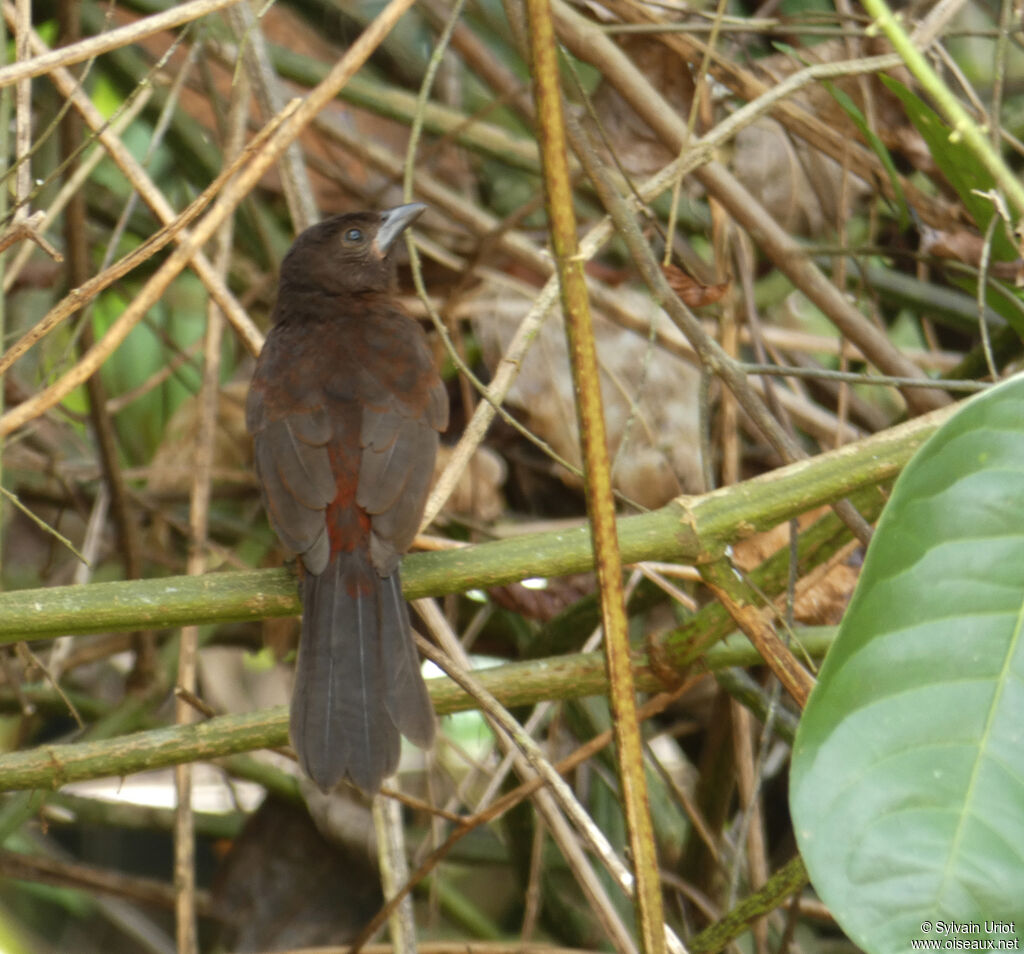 Silver-beaked Tanagerjuvenile