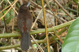 Silver-beaked Tanager