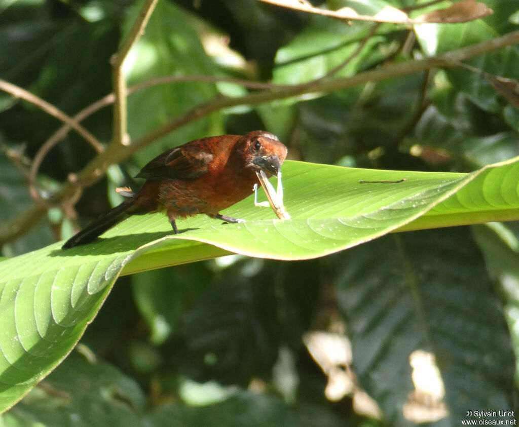 Silver-beaked Tanager female adult