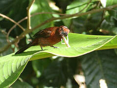 Silver-beaked Tanager