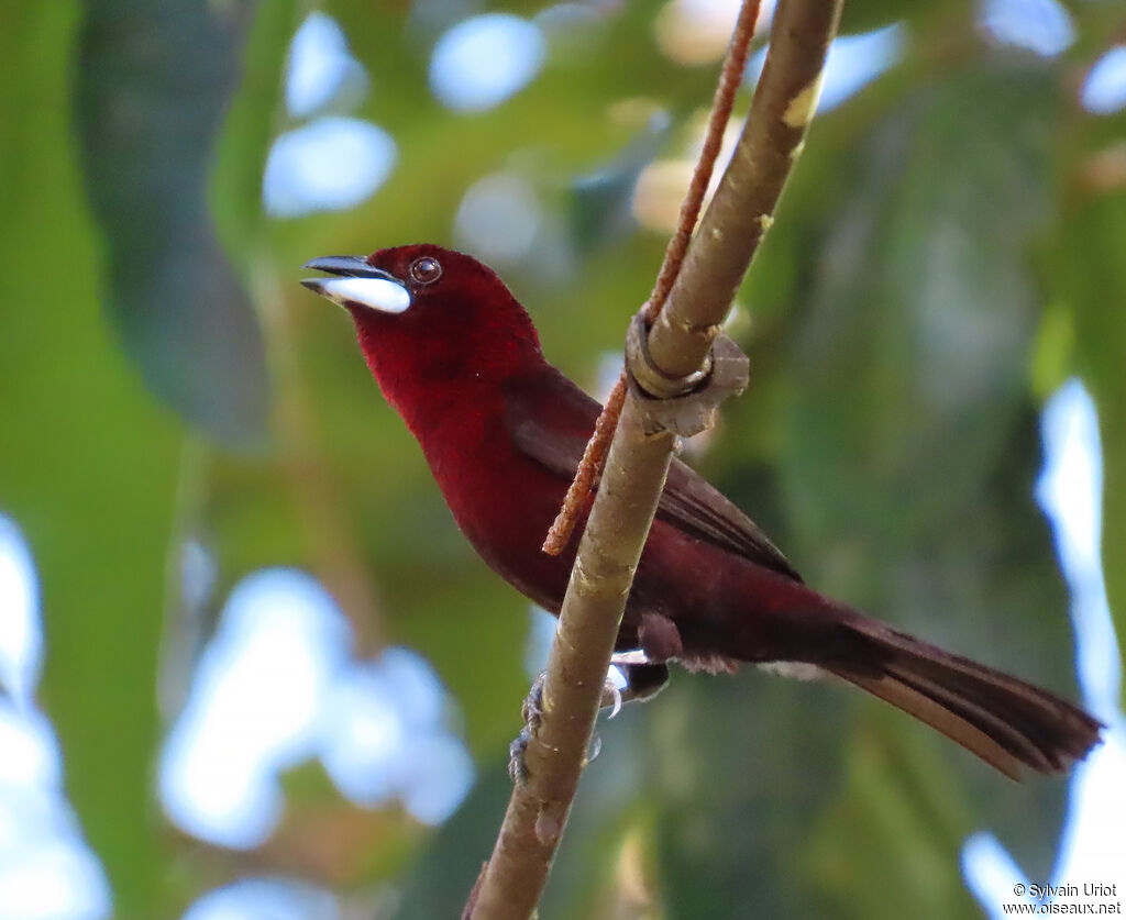 Silver-beaked Tanager