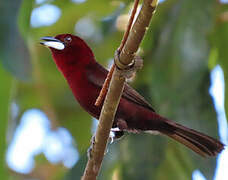 Silver-beaked Tanager