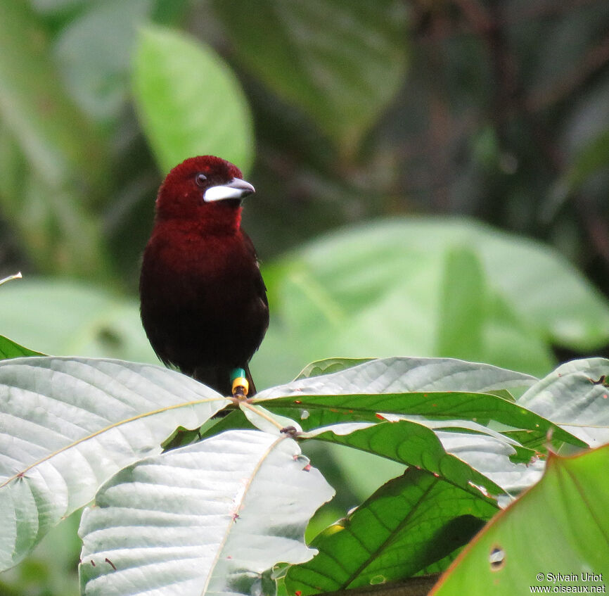 Silver-beaked Tanager male adult