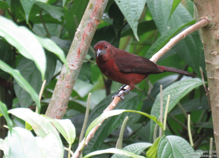 Silver-beaked Tanager female adult