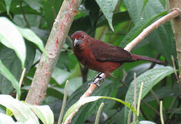 Silver-beaked Tanager