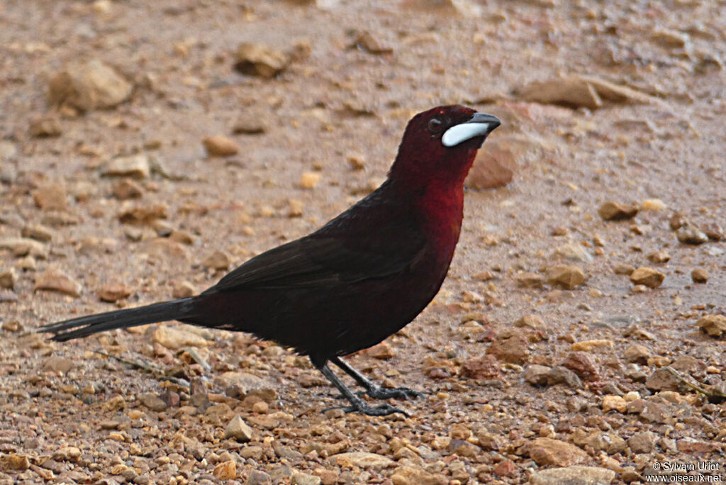 Silver-beaked Tanager male adult