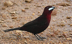 Silver-beaked Tanager