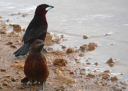 Silver-beaked Tanager