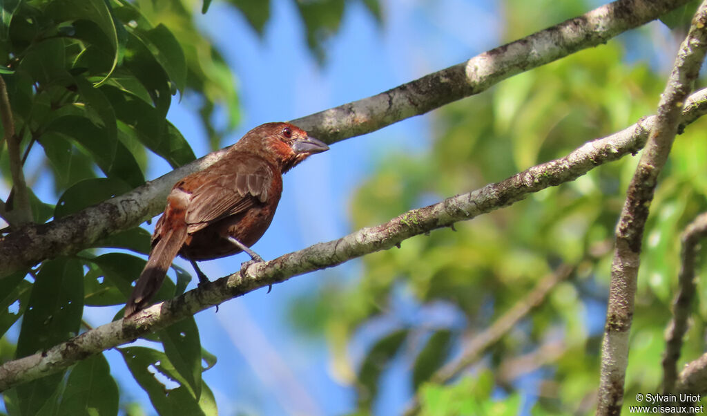 Silver-beaked Tanager female adult