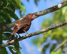 Silver-beaked Tanager