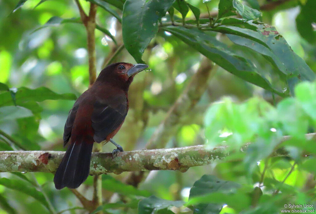 Silver-beaked Tanager female adult