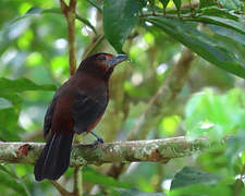 Silver-beaked Tanager