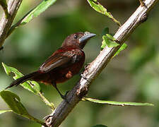 Silver-beaked Tanager