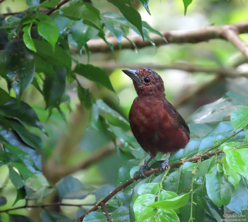 Silver-beaked Tanager female immature