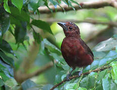 Silver-beaked Tanager