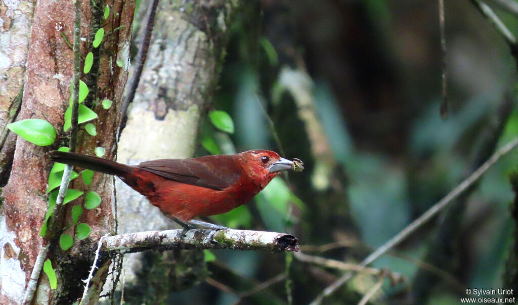 Silver-beaked Tanager female adult