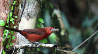 Silver-beaked Tanager