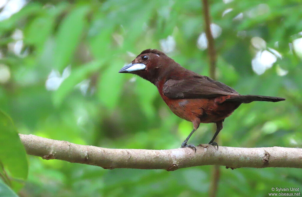 Silver-beaked Tanager male immature