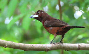 Silver-beaked Tanager