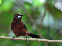 Silver-beaked Tanager