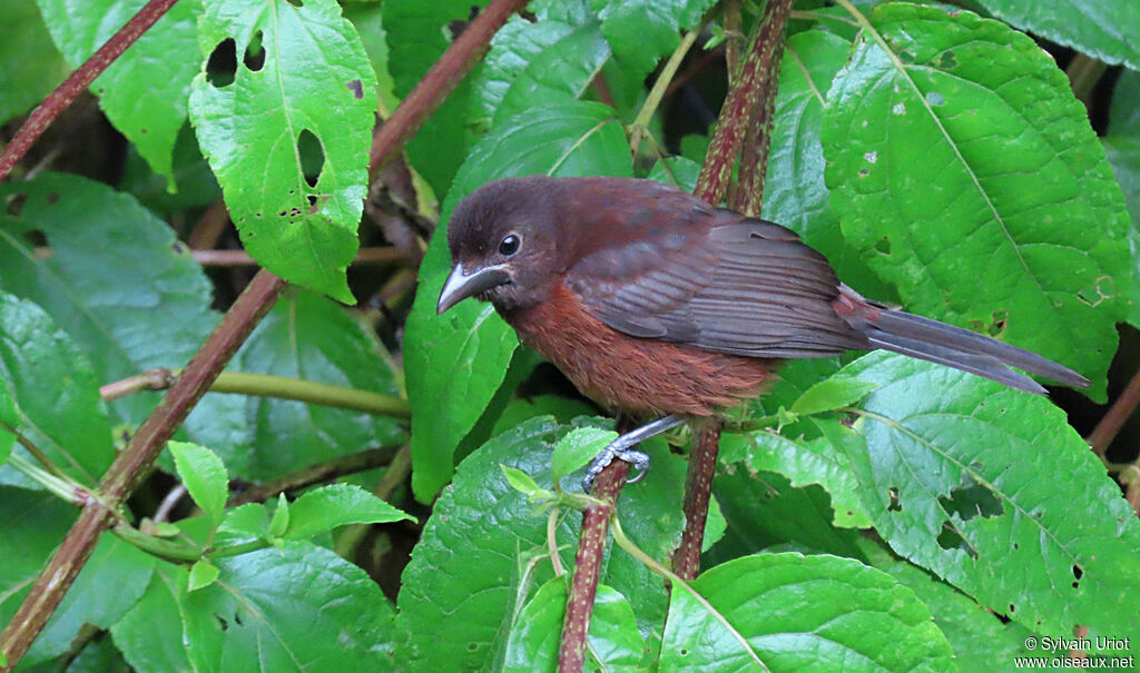 Silver-beaked Tanagerjuvenile