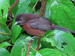 Silver-beaked Tanager