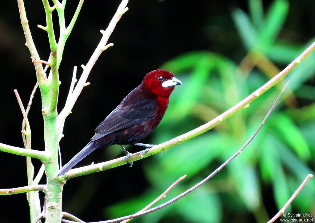 Silver-beaked Tanager male adult