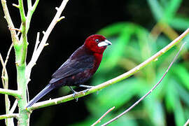 Silver-beaked Tanager